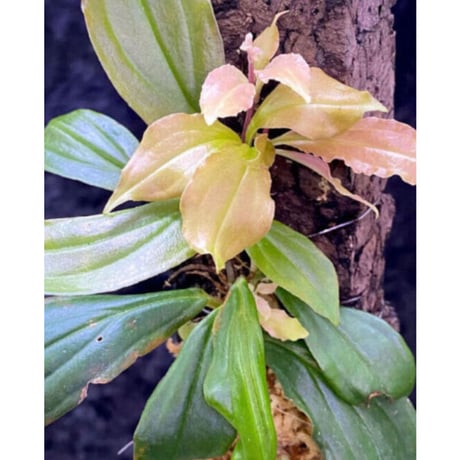 Medinilla sp. from Nueva Vizcaya Luzon Philippines