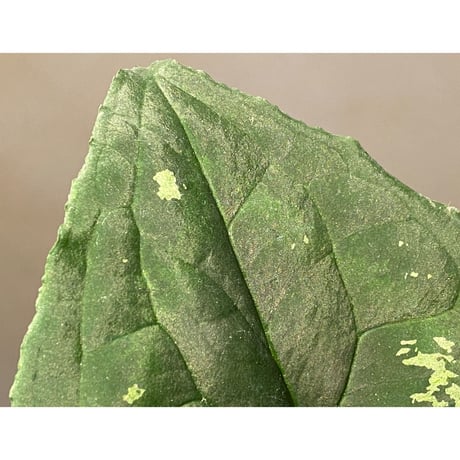 Ulearum donburnsii