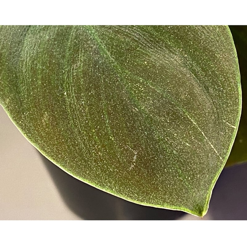 Homalomena sp. from Sekadau [LA] | M・R・G・R