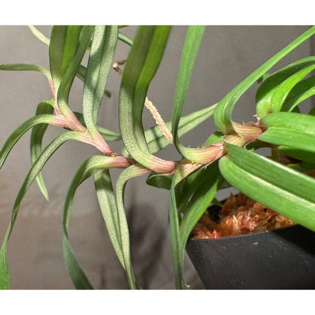 Freycinetia sp. "Muara wahau" Kalimantan timur [TB]