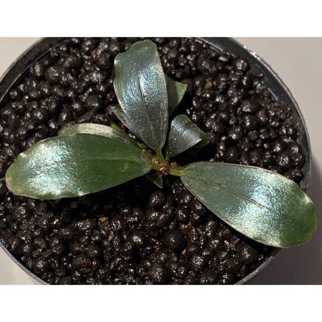 Bucephalandra sp. "Black Pearl"