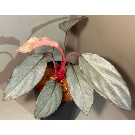 ホマロメナ | STORES