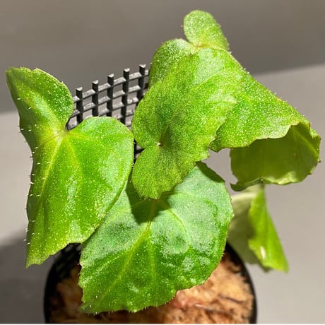 Begonia sp. from Na Hang ベトナム北部産