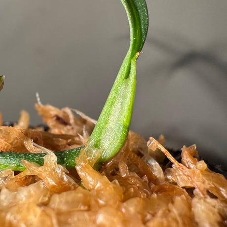 Schismatoglottis sp. "Narrow" from Kpg Lui Muda [AZ0412-3]