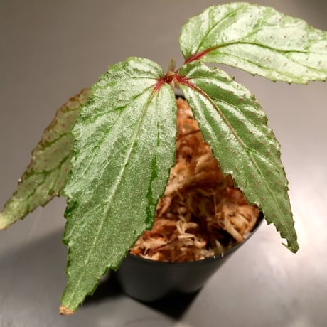 Begonia sp. from Balai Ringin [RIO]