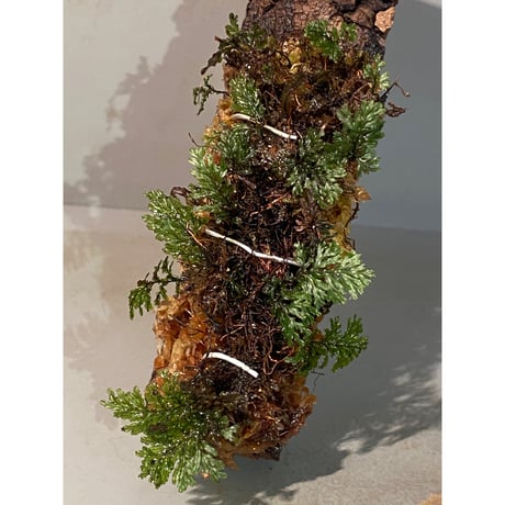 Hymenophyllum sp. from Ko Mak Thailand ④