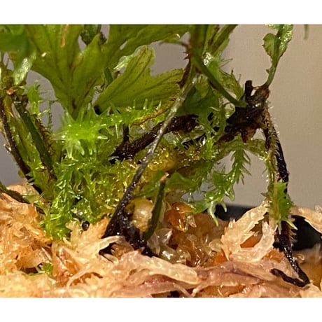 Crepidomanes auriculatum 屋久島産 [KSB]