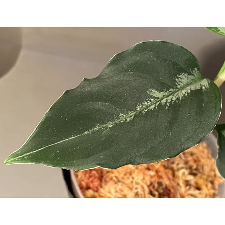 Aglaonema pictum "BB4.5th" BNN from Sibolga timur [AZ0617-43] No4