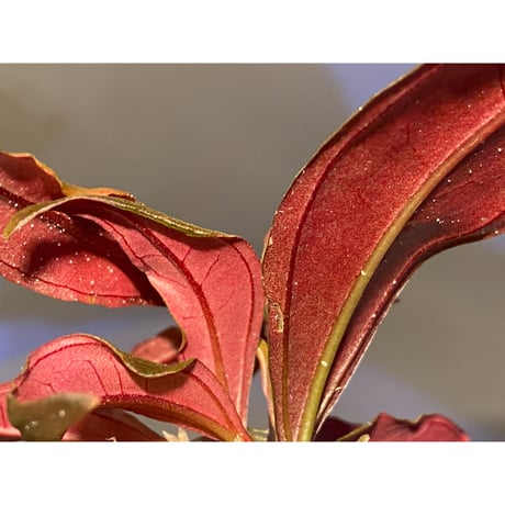 Medinilla sp. from Irian Jaya Papua