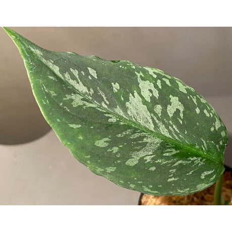 Aglaonema pictum "しるば〜らいん" from Aceh sumatera [LA1218-01b] グリーンマルシェ No.5