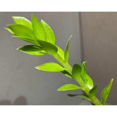 Phlegmariurus phlegmarioides Aimas, Sorong, West Papua 伊藤蟻植物農園