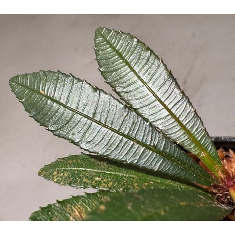 Sauvagesia serrata from West Kalimantan ③