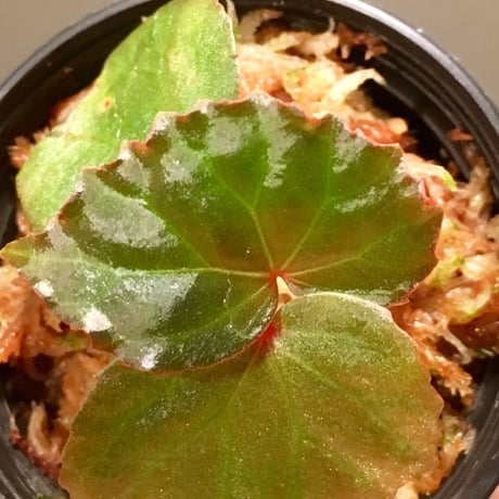 Begonia sp. from Tatau Sarawak Malaysia [RIO]