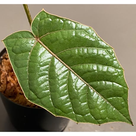 Pterisanthes sp. from Sabah-1 [R0515-01a]