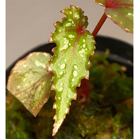 Begonia cf. laruei from Danau Toba [HW0517-02]