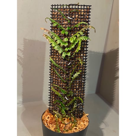 Teratophyllum aculeatum from Nanga pinoh [TB]