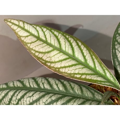 Ardisia sp. from Bukittinggi