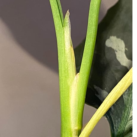 Aglaonema pictum "しるば〜らいん" from Aceh sumatera [LA1016-03j]