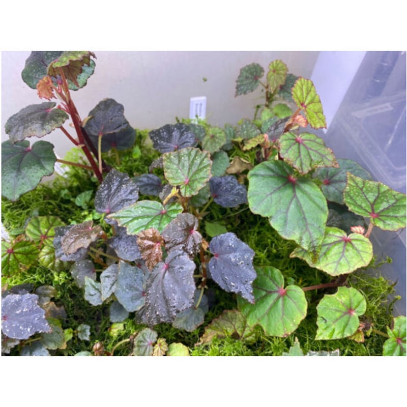 ベゴニア写真集　Asian Begonia 300 Species … 300 Species Portraits Asian Begonia - BEGONIASYMAS.COM