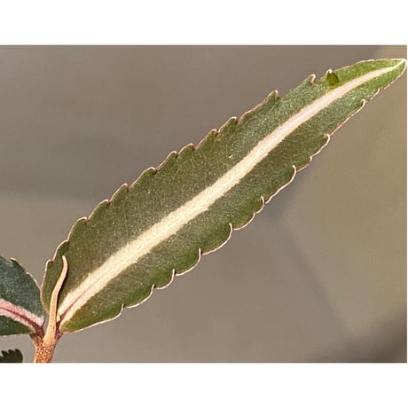 Labisia sp. from Kapuas hulu Kalimantan barat