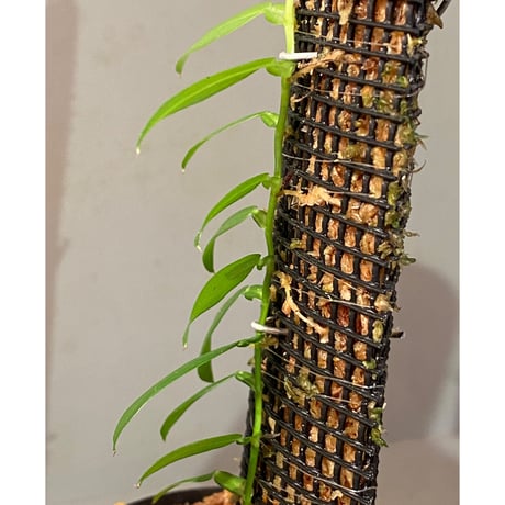 Epipremnum sp. from Khlong Yai Trat Thailand