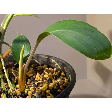 Homalomena sp. Aceh Silver from Aceh sumatera [LA0613-00]