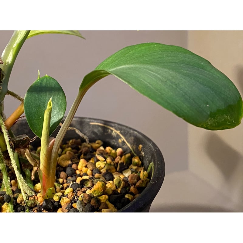 Homalomena sp. Aceh Silver from Aceh sumatera [