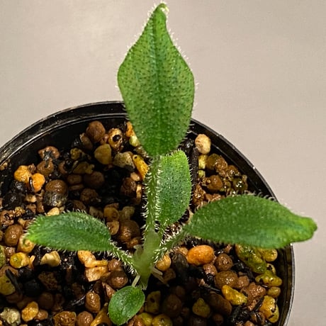 Schismatoglottis sp. from Kalimantan barat