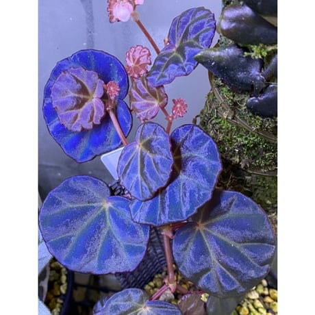 Begonia sp. from Sarawak