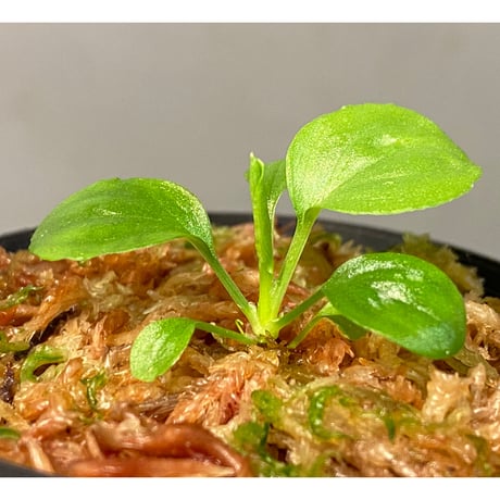 Homalomena sp. "Kayu Lapis" White Kal-barat [TB]