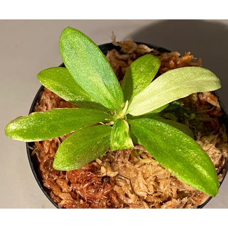 Schismatoglottis sp. "初霜錦" from Murung raya [LA0515-05]