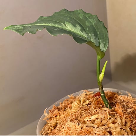 Aglaonema picutm "Phantom" WS from Padang【AZ0914-2b】