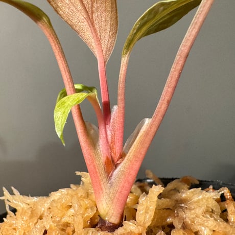 Homalomena 'Rec151' K0522-f2 [KZT]
