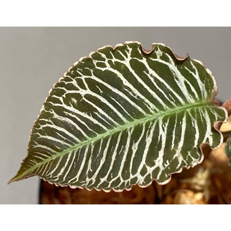 Ardisia sp. from Perlis Malaysia