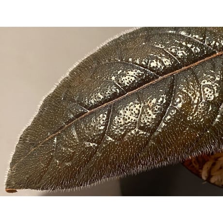 Pterisanthes sp. from Sabah [R0516-01]