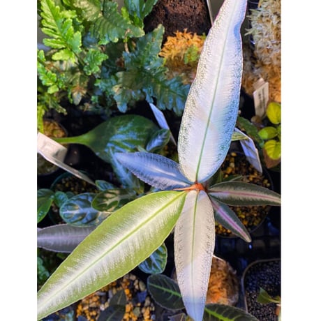 Labisia sp. from Kapuas hulu Kalimantan barat