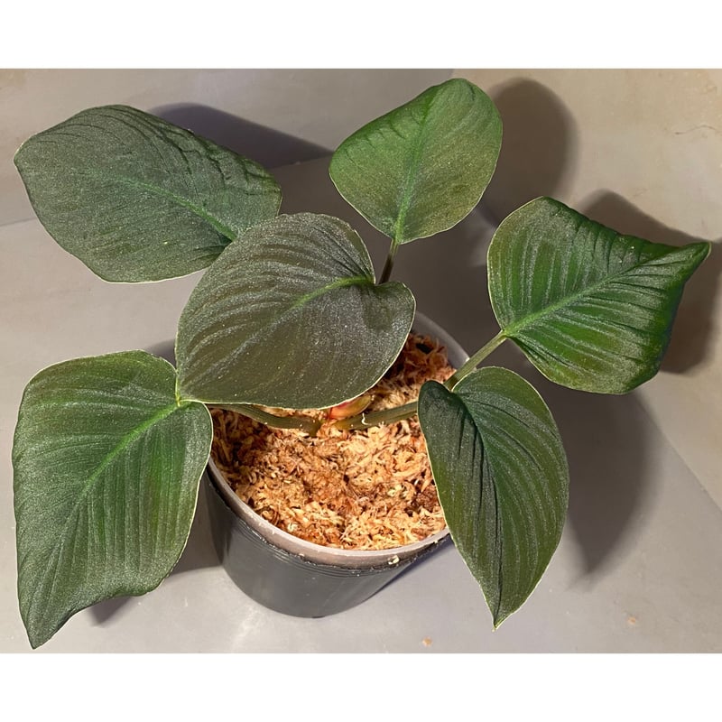 Homalomena sp. from Sumatera Utara [LA0318-01]