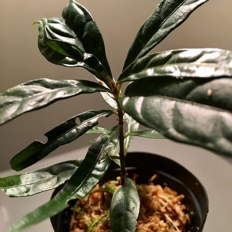 Unknown sp. from Gong Datok Malaysia