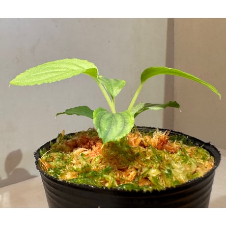 Homalomena sp. "銀A" from Cameron Highland [TK160116]