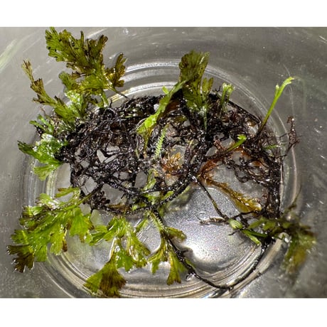 Crepidomanes sp. 'type2' from West Java