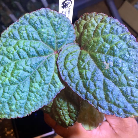 Begonia sp. from Tuyen Quang [YH1117]
