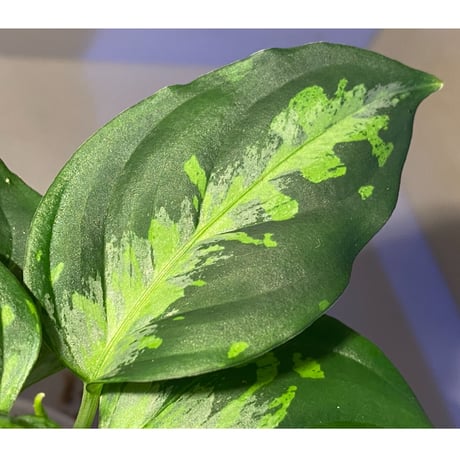 Aglaonema pictum"法皇緑"from Sumatera Barat [AZ0512-X]