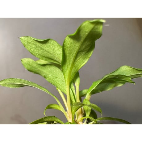 (3芽) Homalomena cf. hasei from Aceh sumatera [LA1118-03]