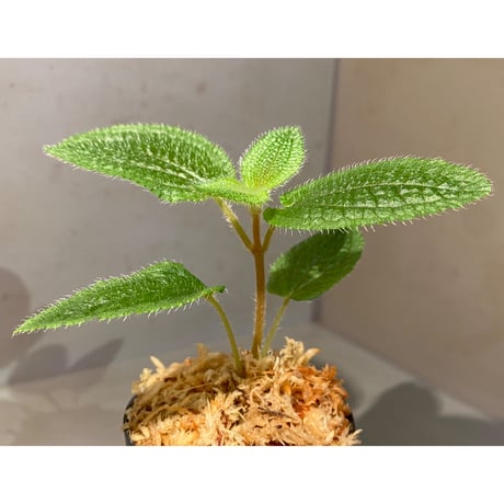 Phyllagathis sp. from Dong Nai province south Vietnam
