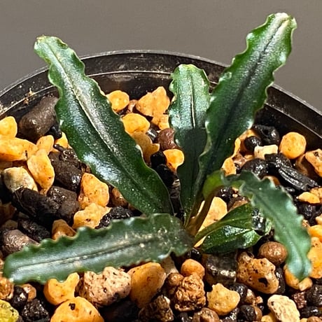 Bucephalandra sp. "MEDUSA"