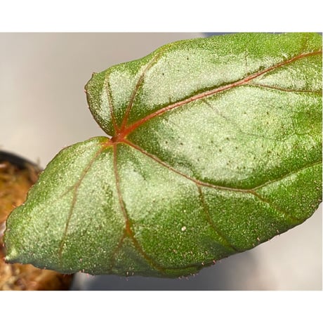 Begonia sp. from Chiang Rai [TK250518-3]
