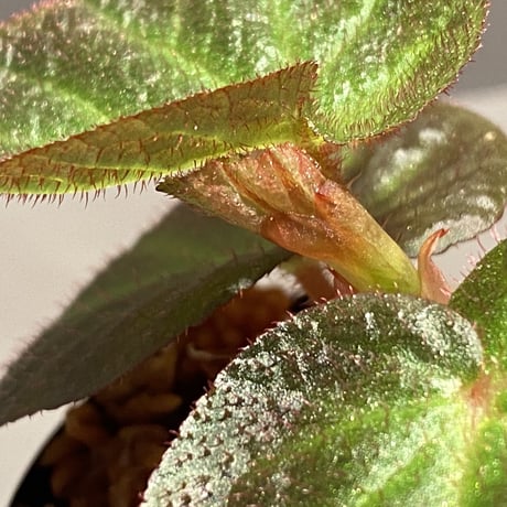 Begonia sp. from Manaus