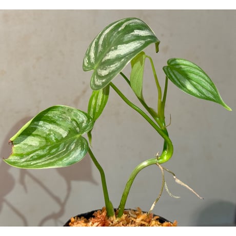 Philodendron sp. from Ecuador
