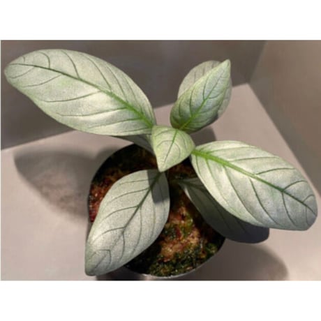Acanthaceae gen. from Laos [LA]