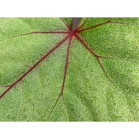 Begonia sp. from Ha Noi [TK140617]